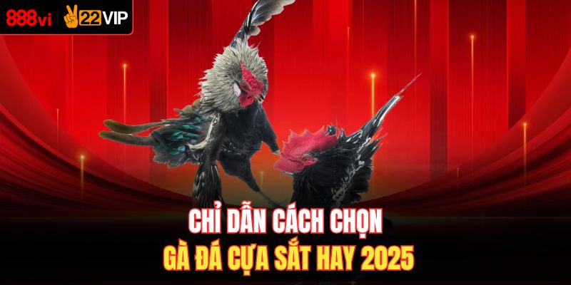 Chỉ dẫn cách chọn gà đá cựa sắt hay 2025